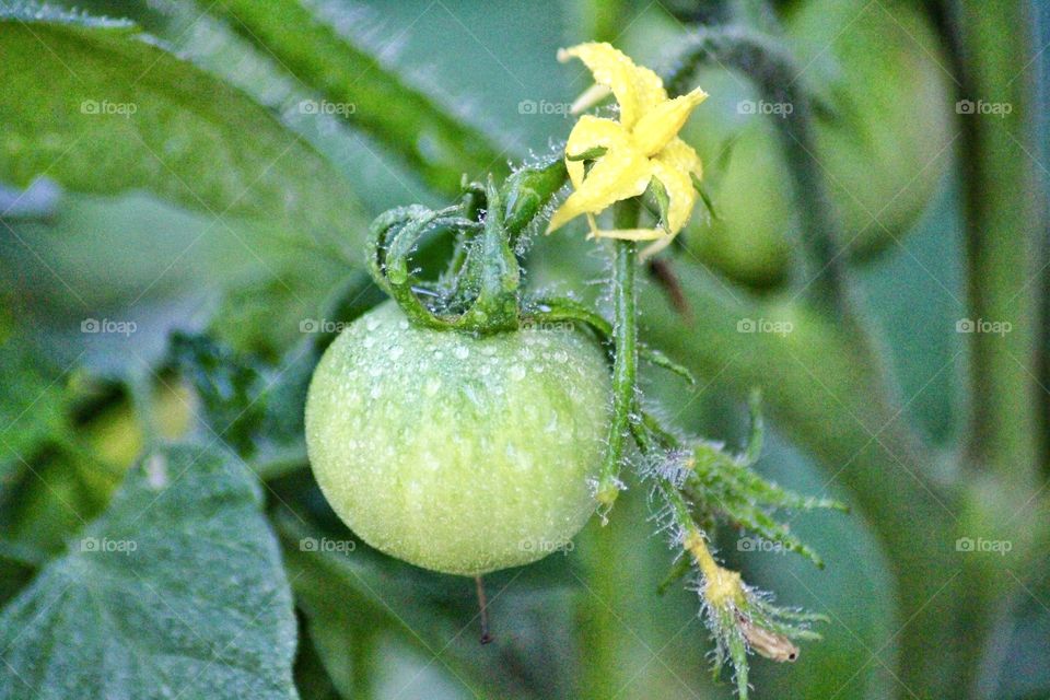 Tomato on the vine!