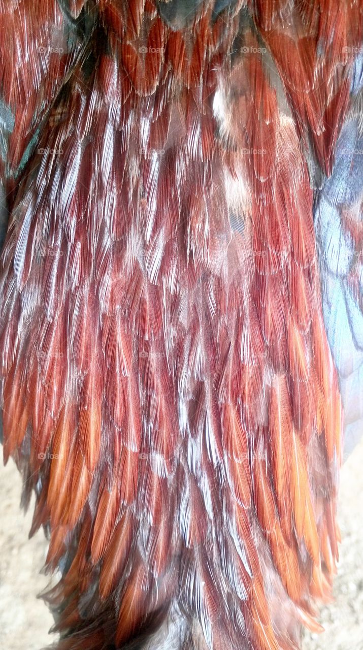 beautiful  birds wings many colours and shapes I like it