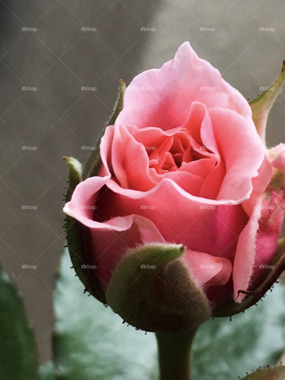 Single pink budding rose, closeup in garden, romance