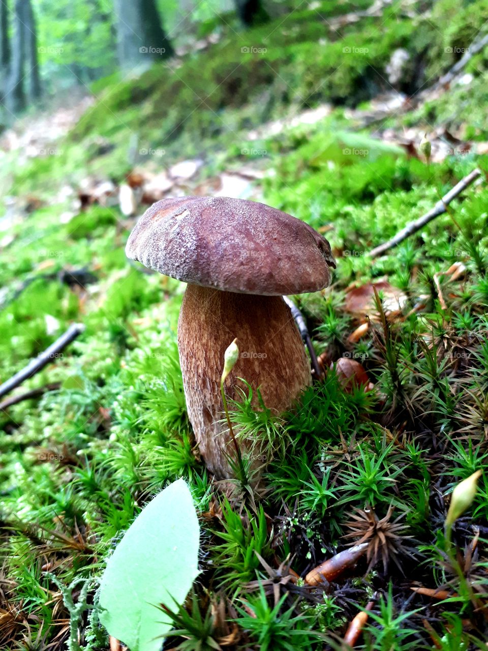 One of the most beautiful Boletus I've ever had