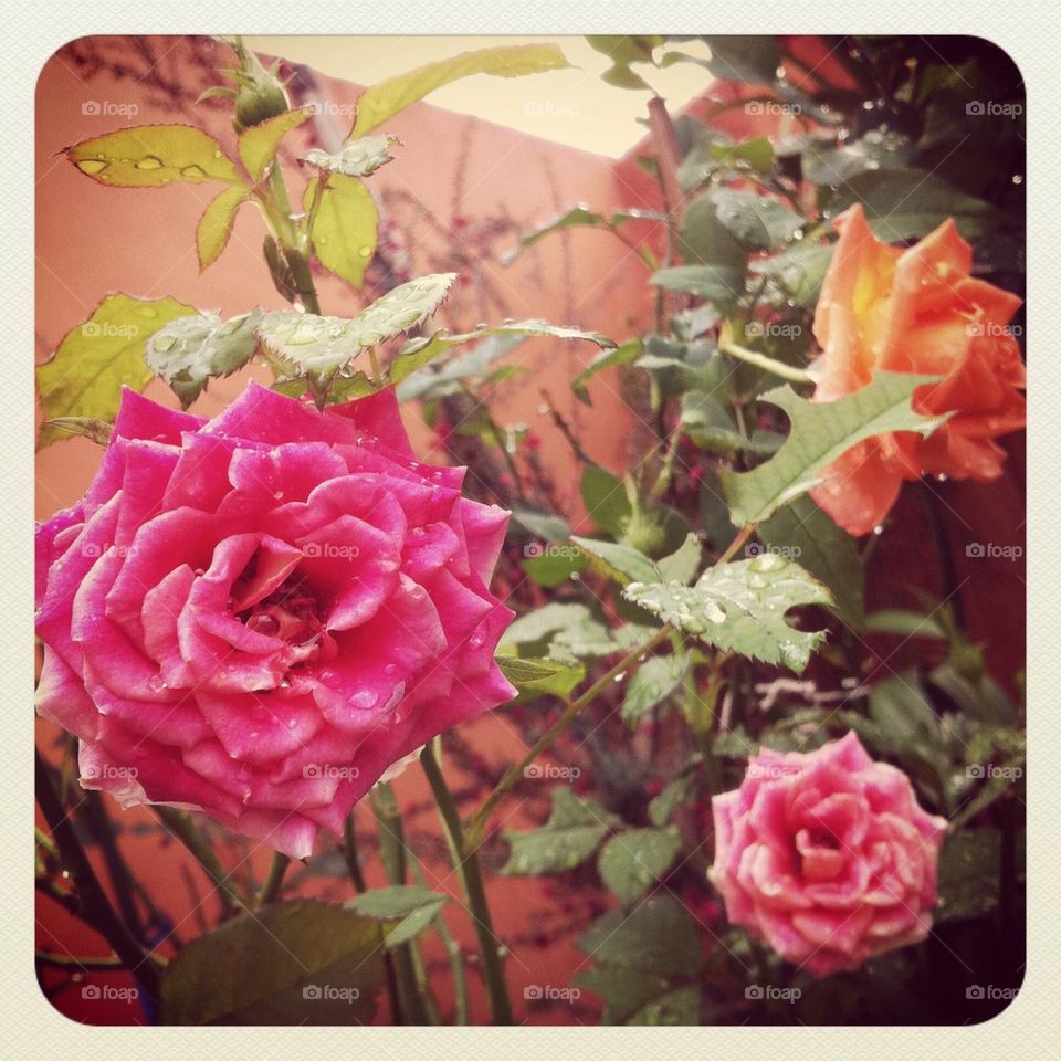 Grammas roses
