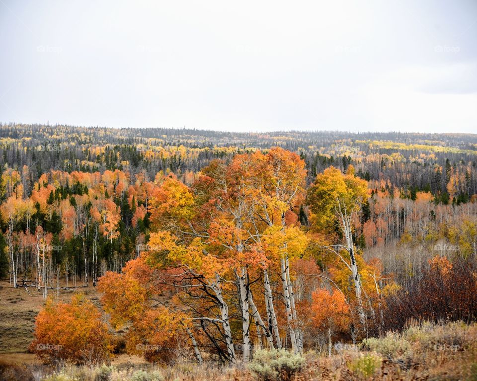 Wyoming's Fall Colors
