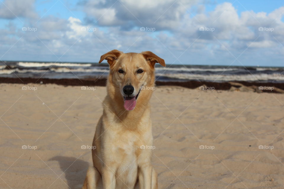 Portrait of dog at beach