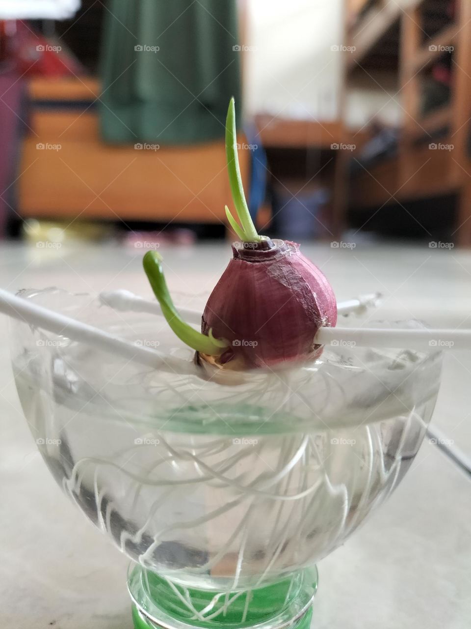 Shallots that germinate and grow roots