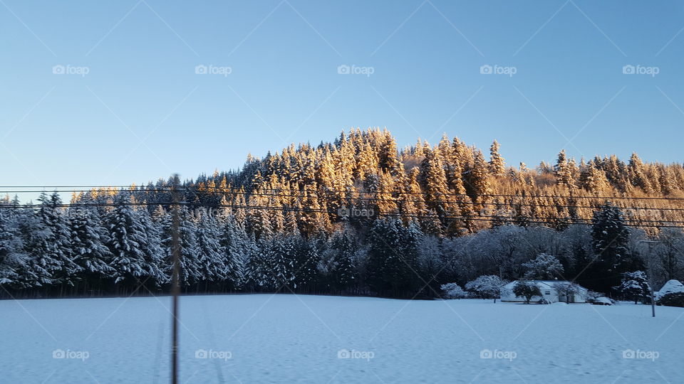 snow covered pines