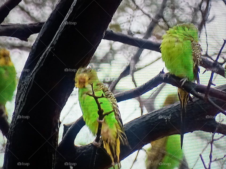 Birds on tree branch