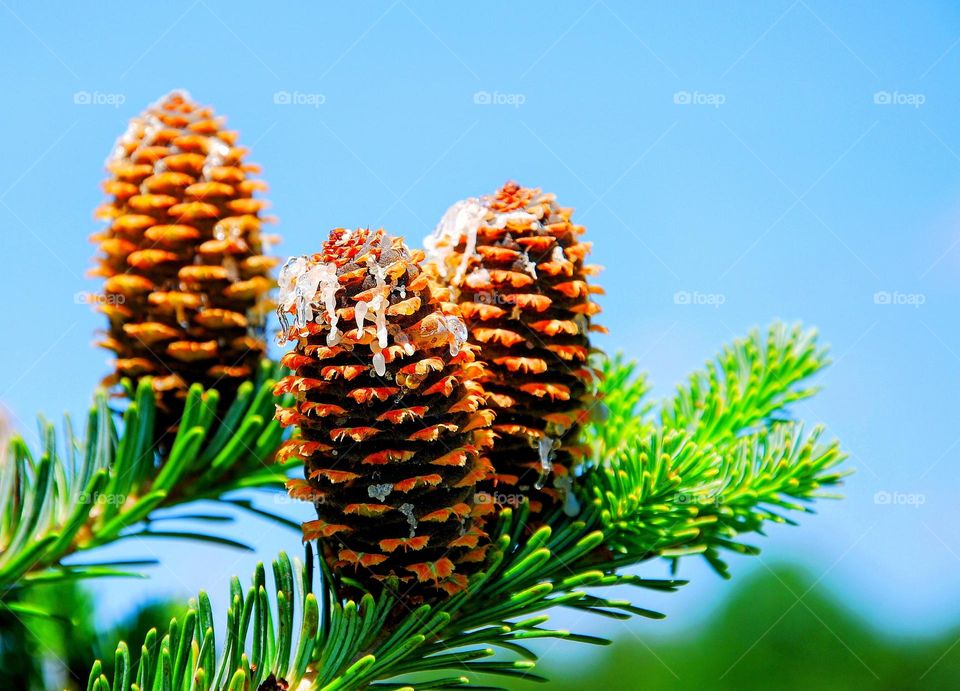 Pine cone