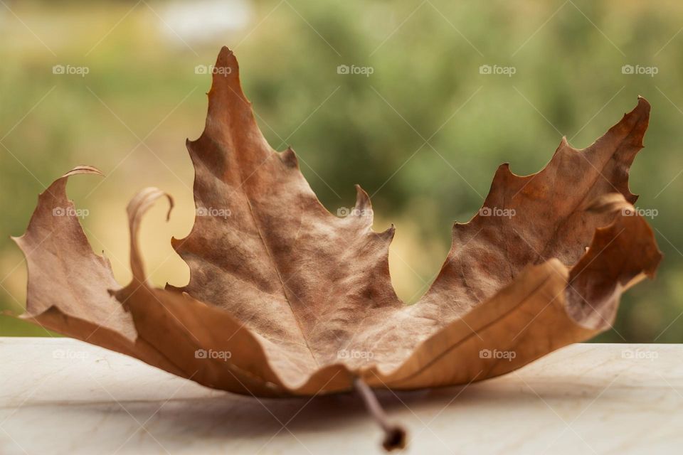 Autumn leaf
