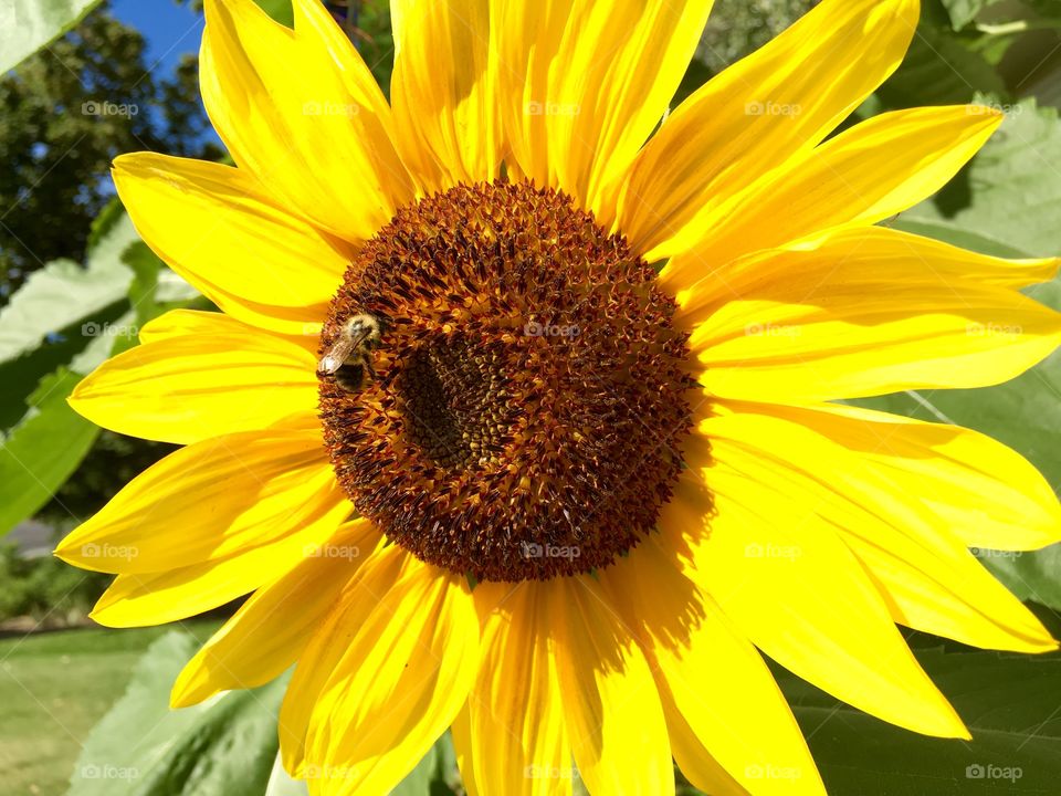 Sunflower with a bee