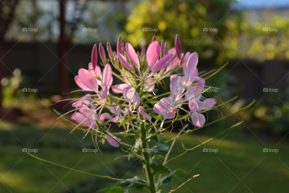 In my friend ‘s garden  in Pyin Oo Lwin 