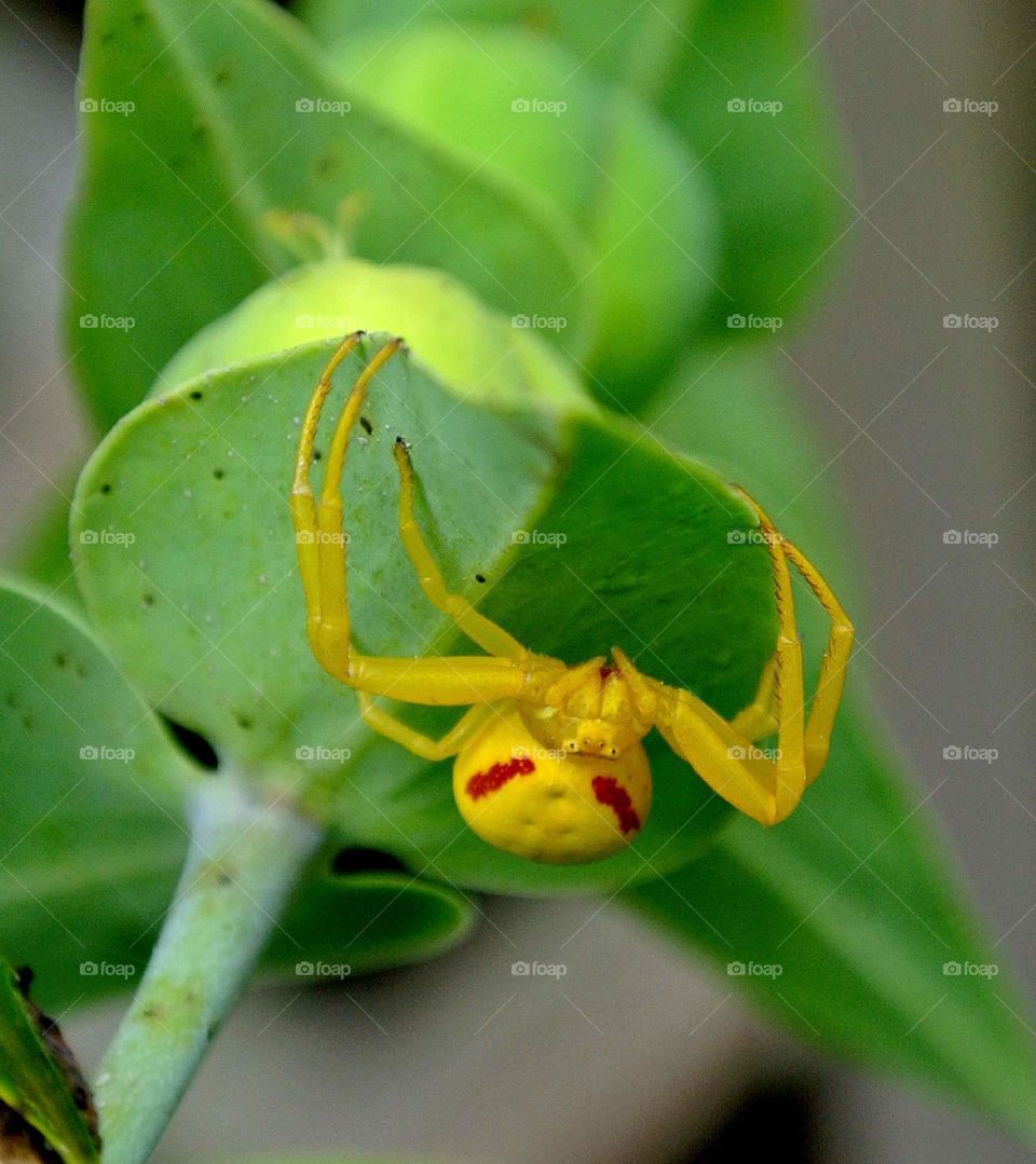 spider under plant leaf