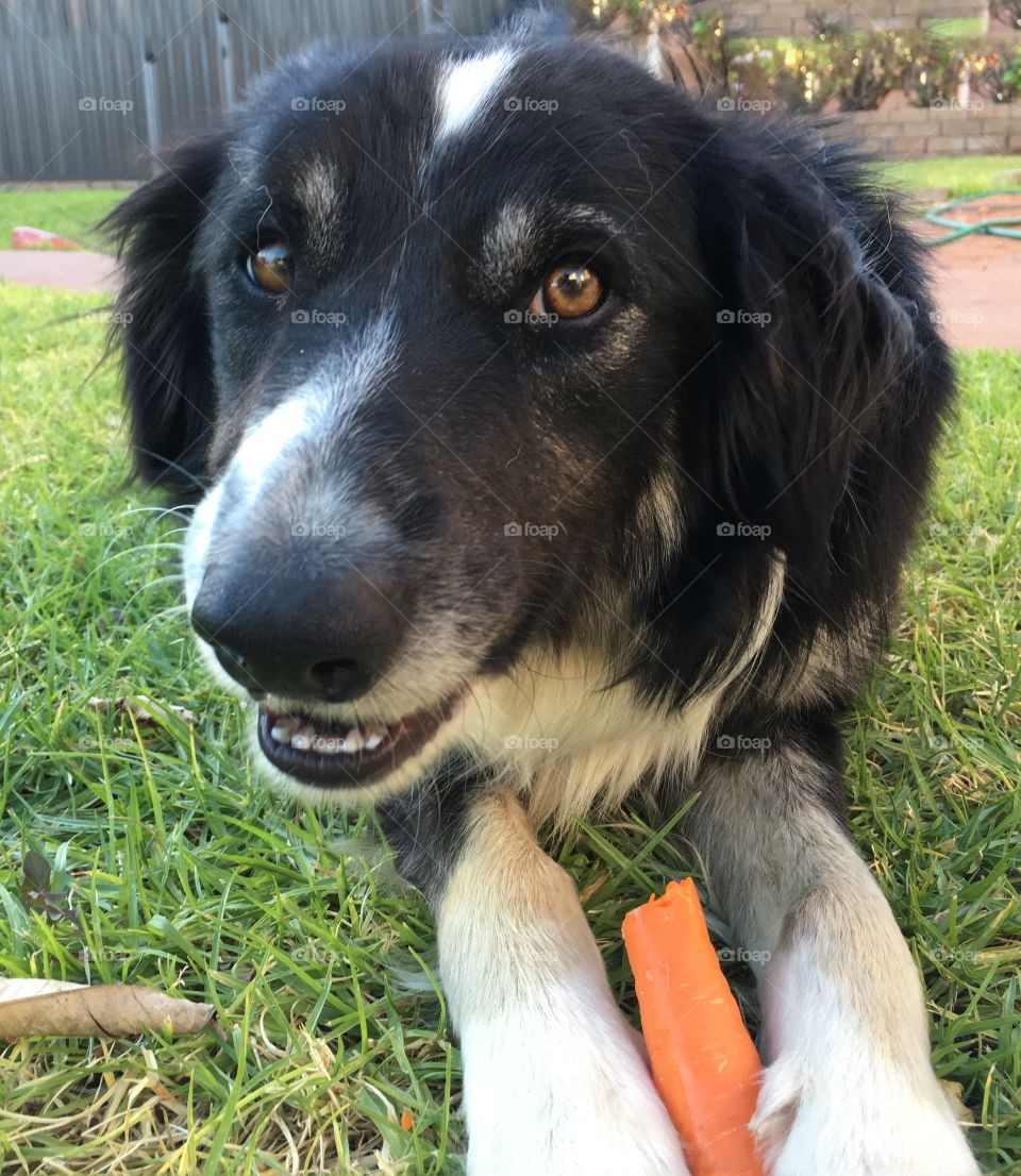 Smiling dog, my border collie Peter, enjoying a carrot; 