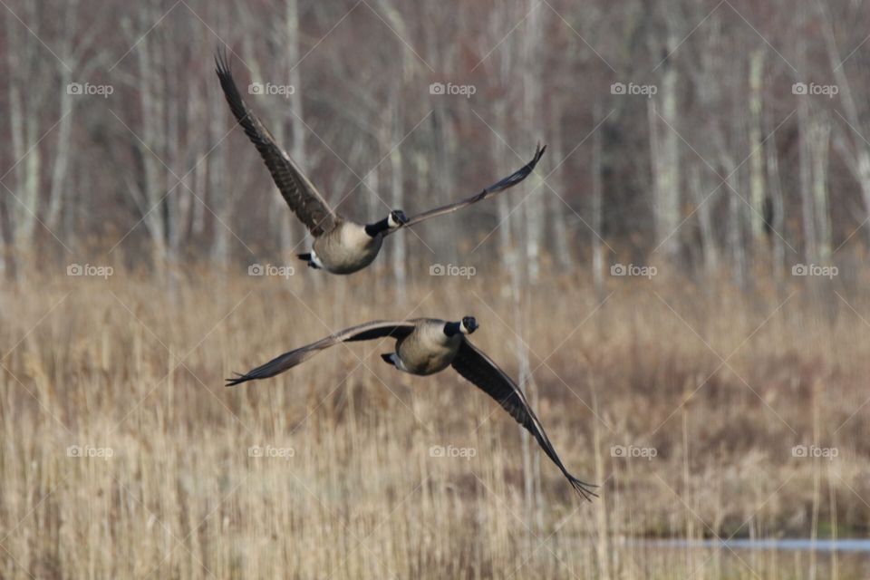 Couples that fly together…