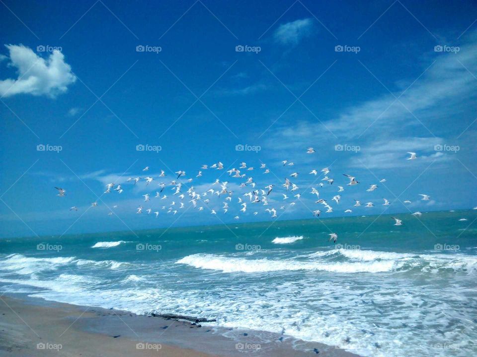Beach and birds