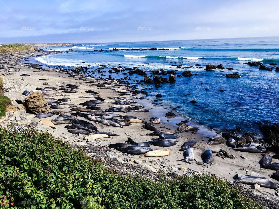 Elephant Seals along the California Coast