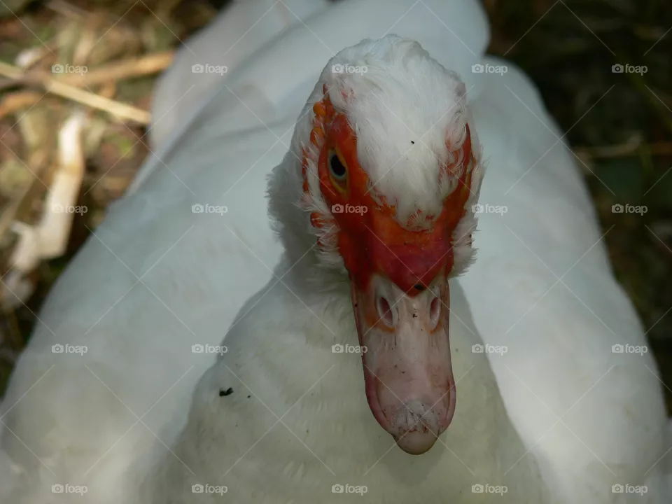 Gans