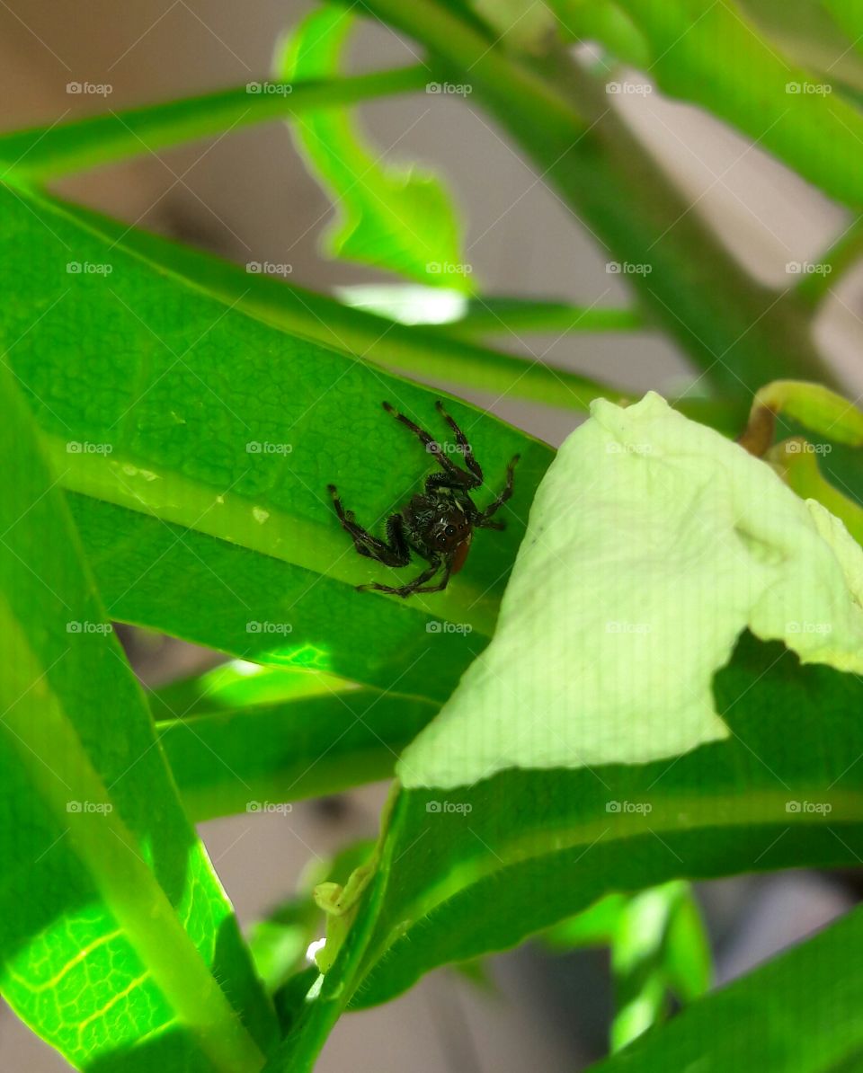 Jumping spider on plant's leaf