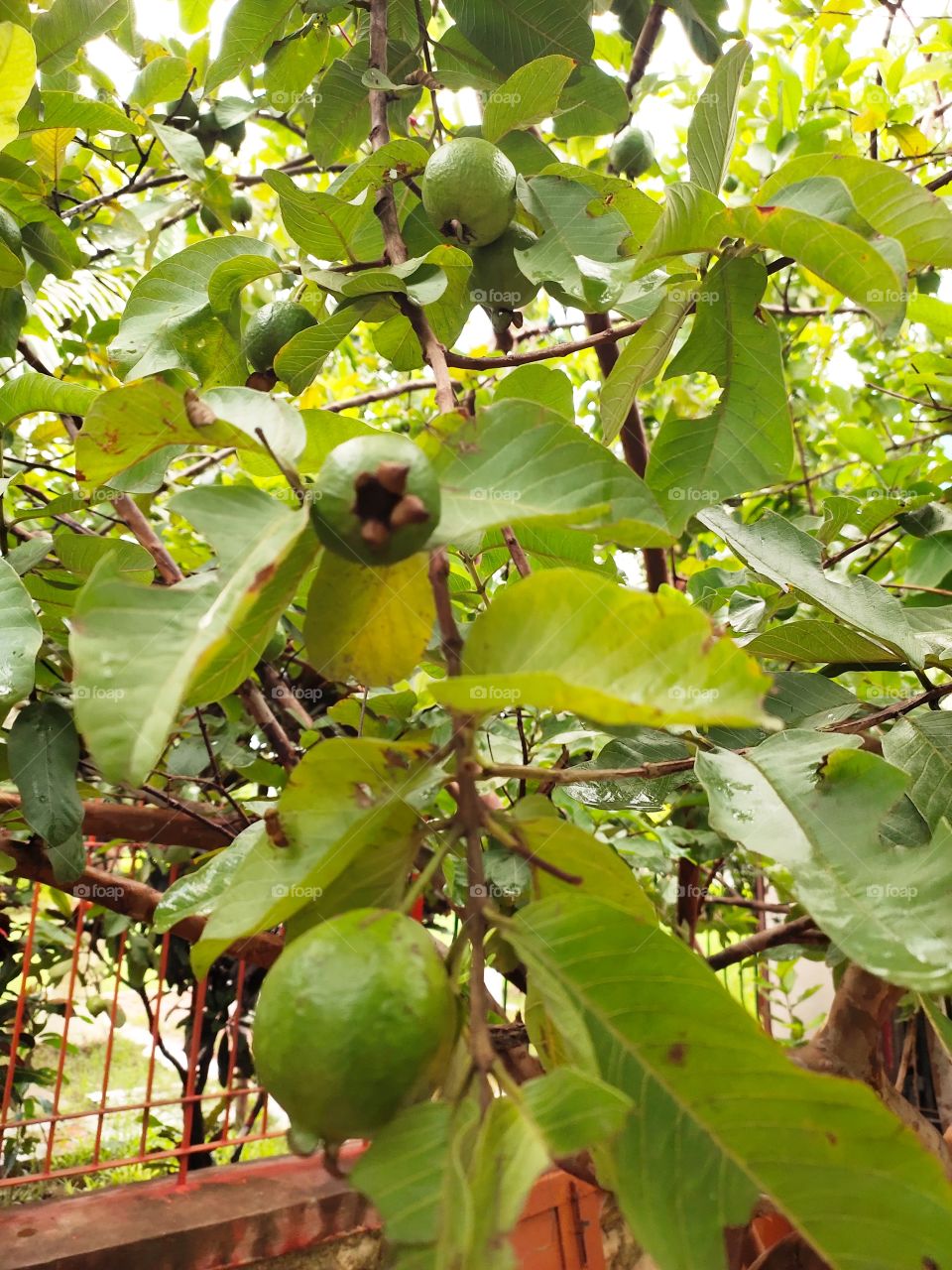 Sweet Guavava Hanging on Tree