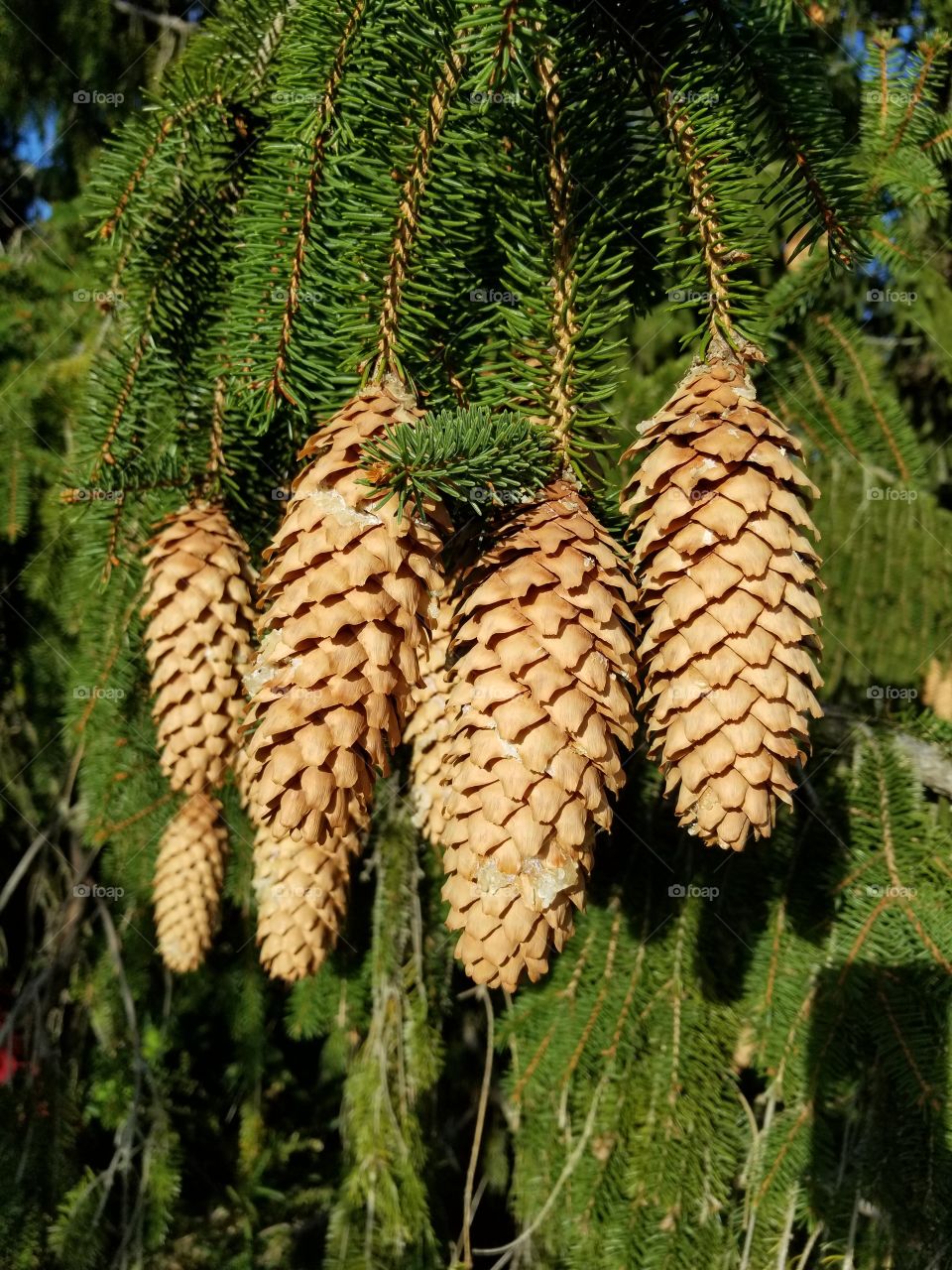 Tree, Pine, No Person, Needle, Evergreen