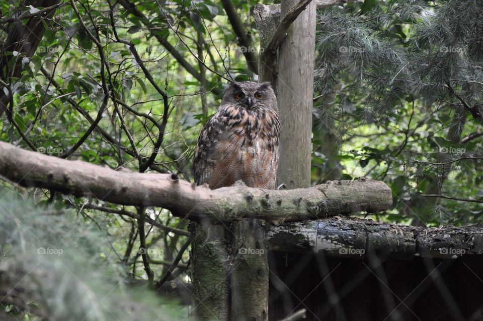 Eagle-Owl.