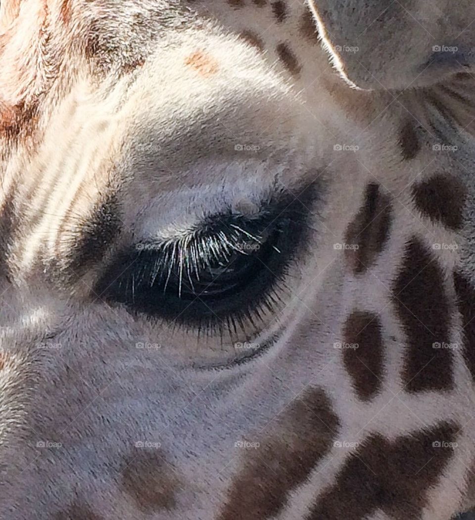 Giraffe facial   