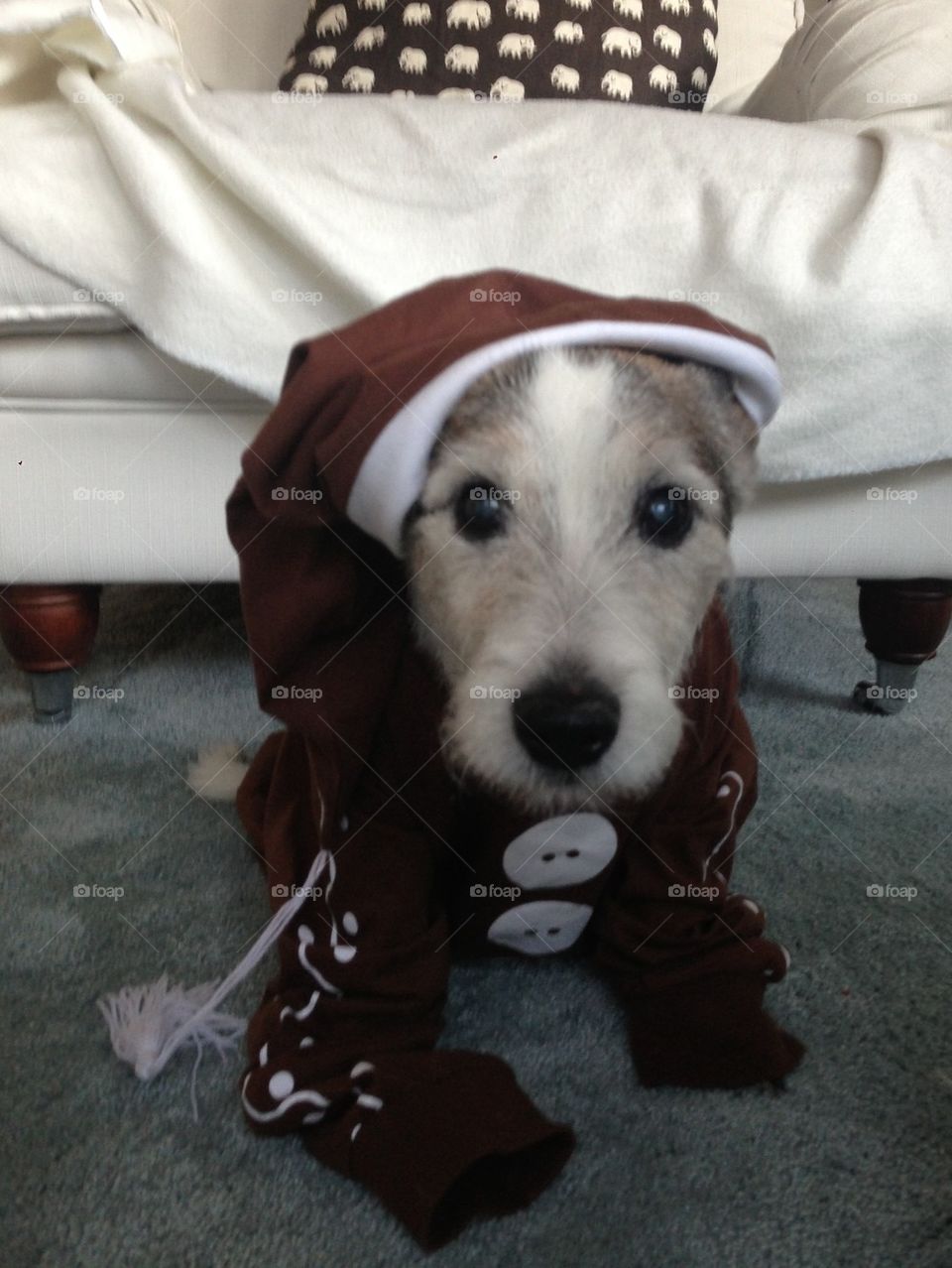 Gingerbread dog