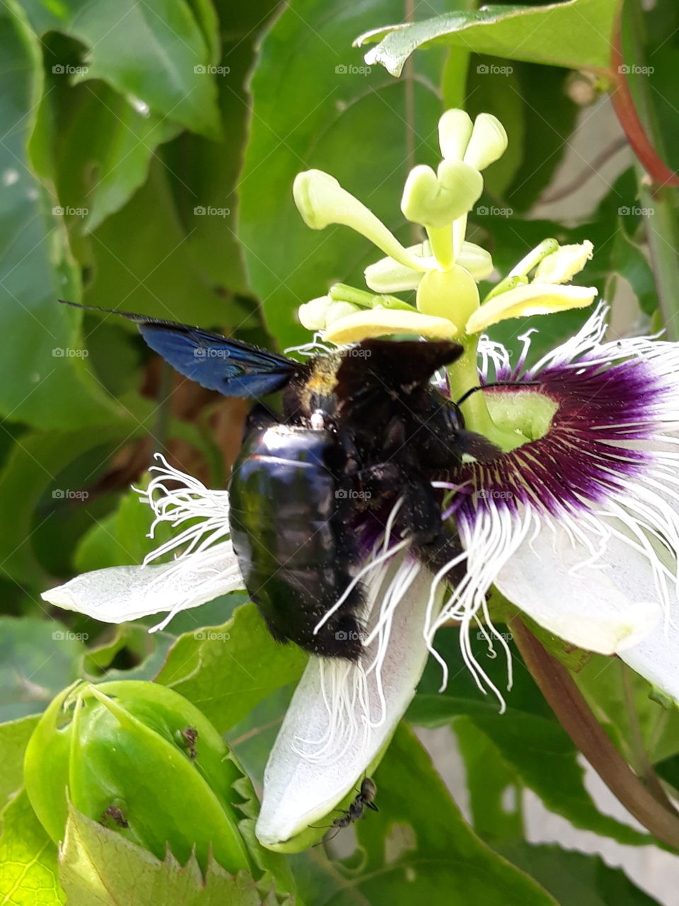 bettle in flower