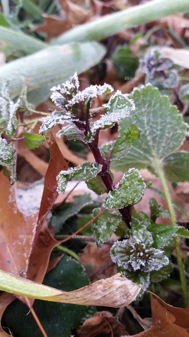 a peppermint plant wearing the morning's frost