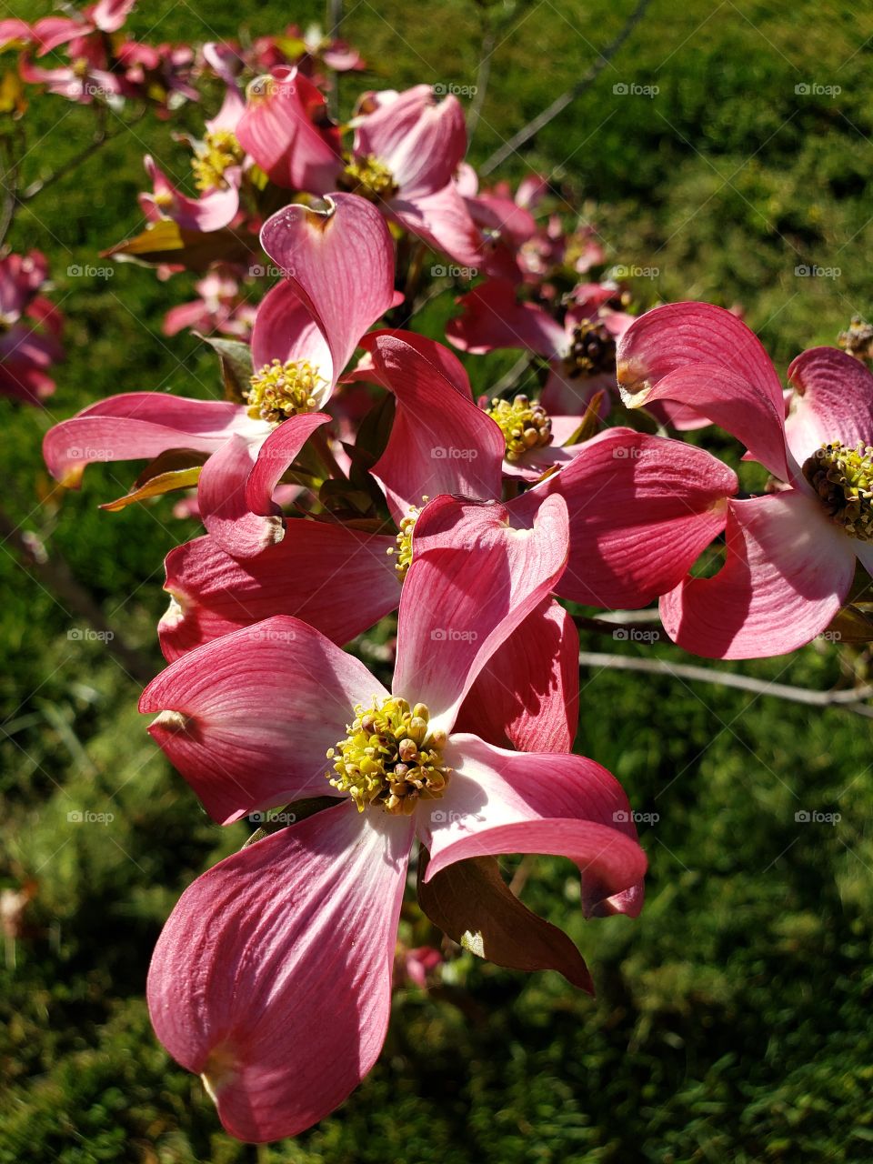 Blooming spring flowers