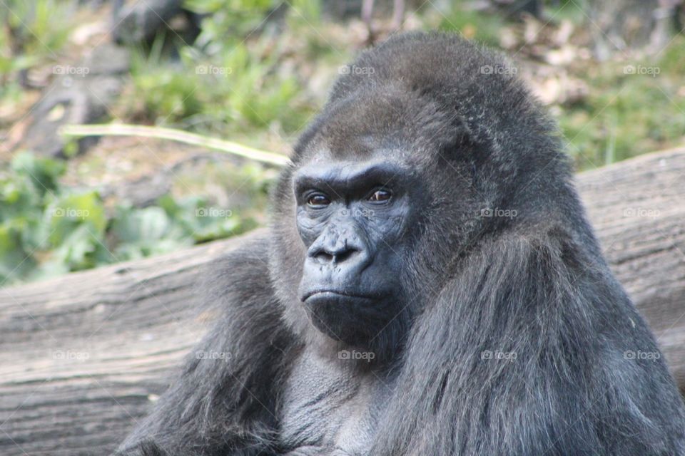 Gorilla. A gorilla 