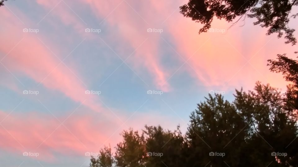 Low angle view of sky with trees