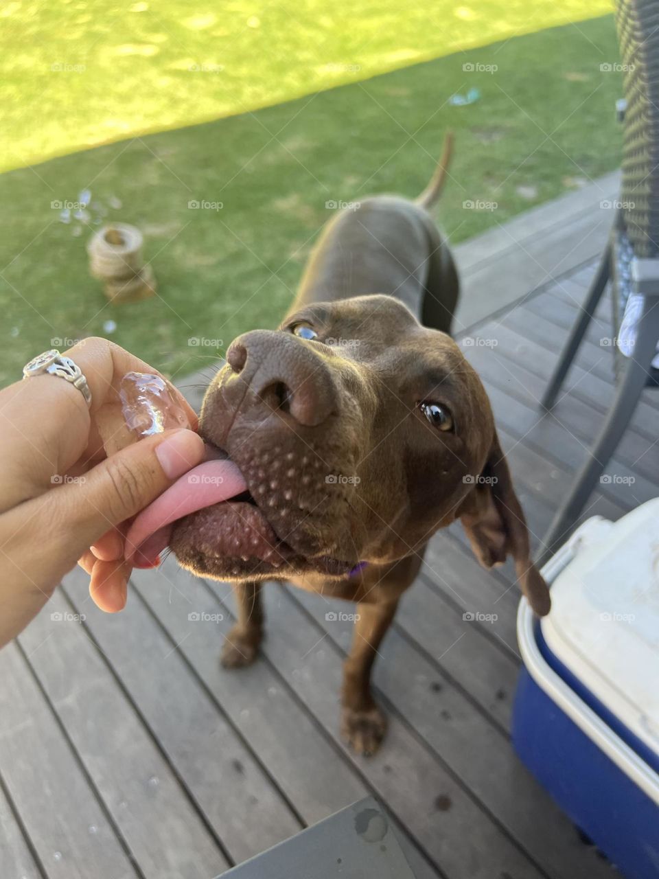 Dog licking ice cube 