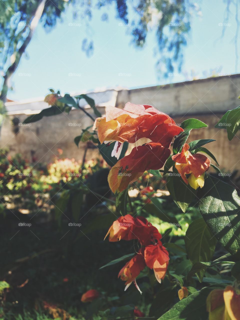 Flowers in a convent 