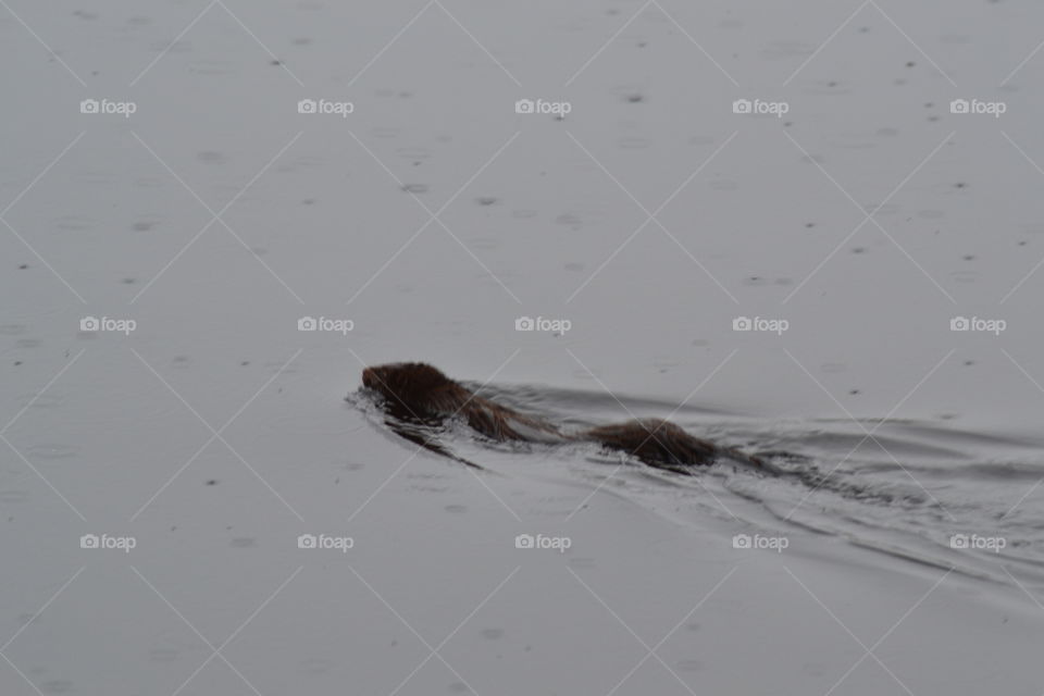 otter swimming