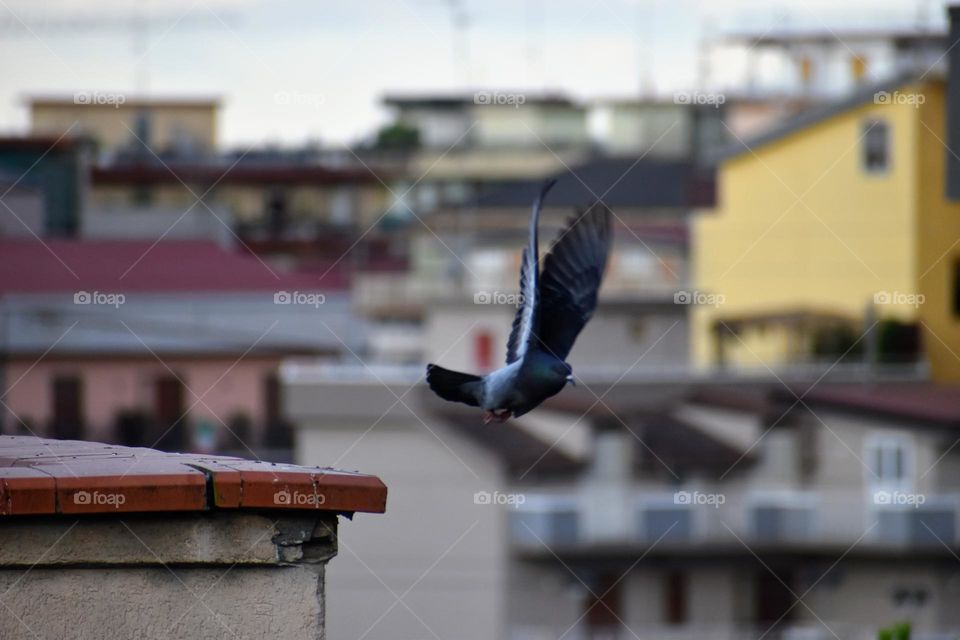 pigeon in motion on the city