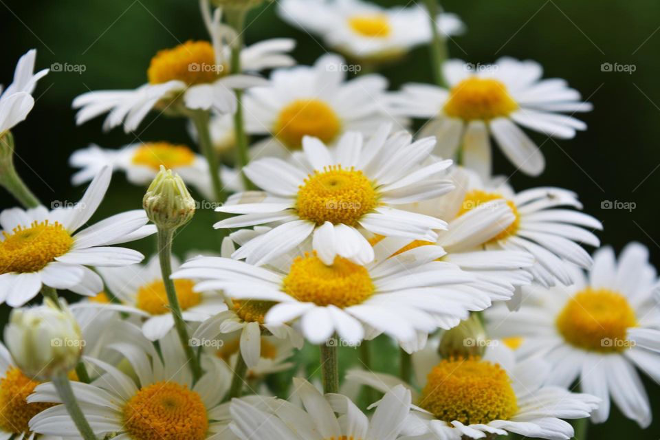beautiful camomile flowers close up green background