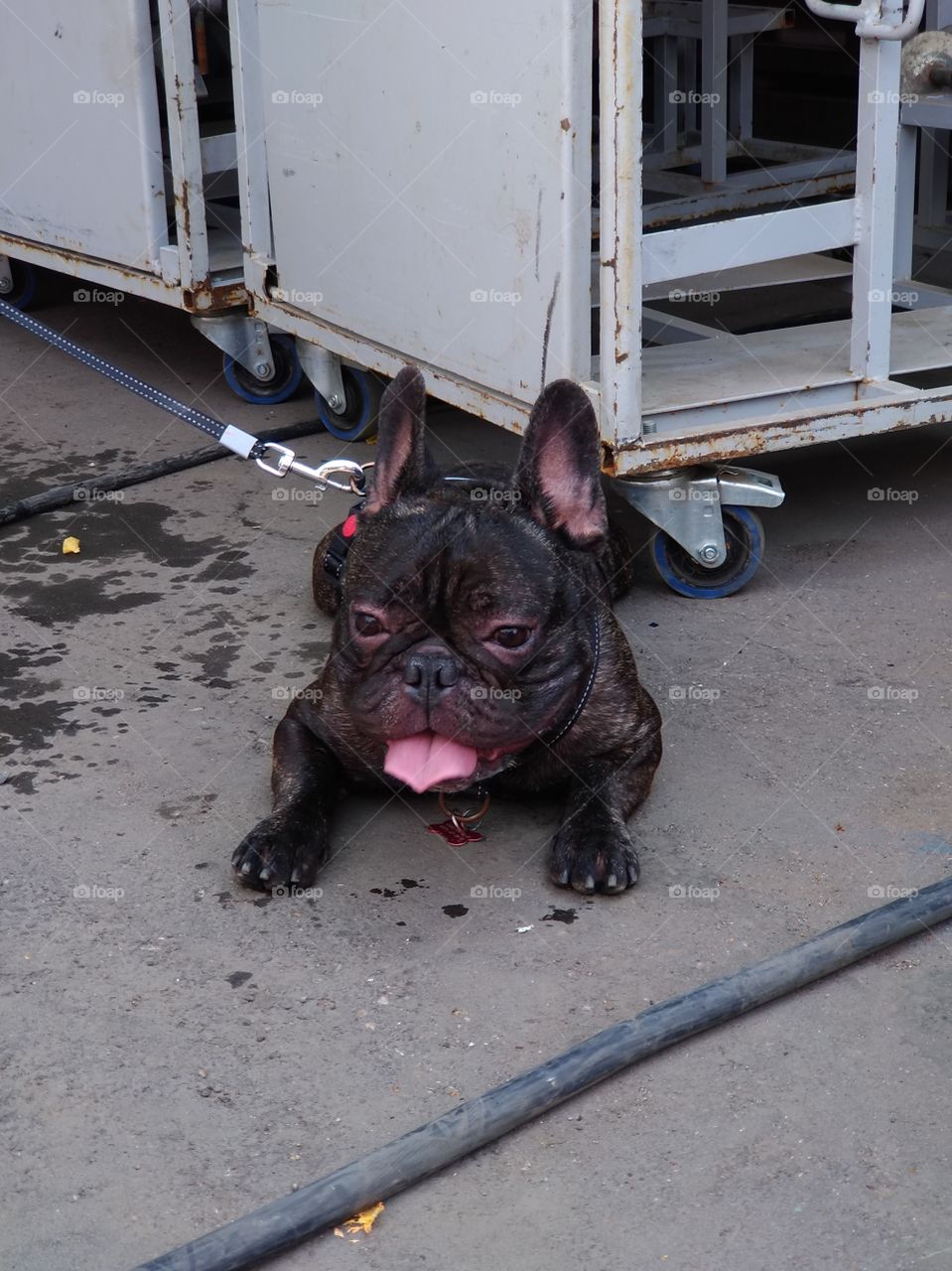 Black French bulldog with his tongue hanging out