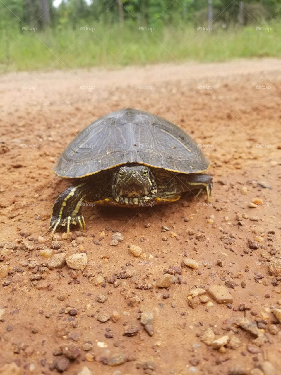 turtle