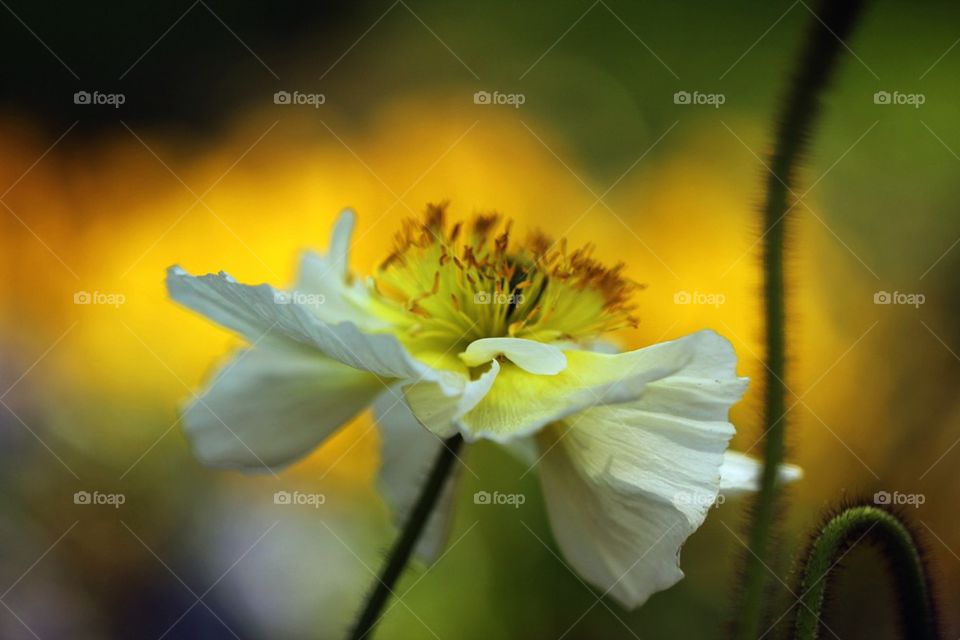 Close-up of white flower