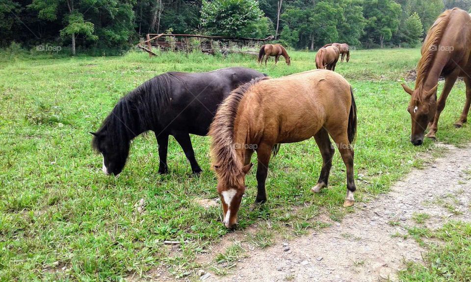 Grazing Horses