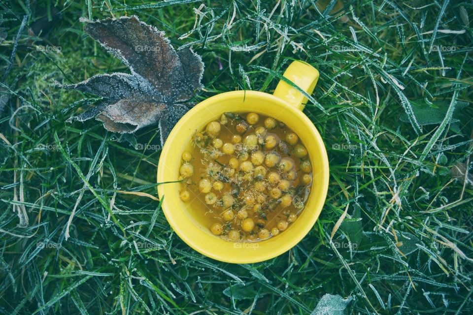 Chamomile tea in frozen grass