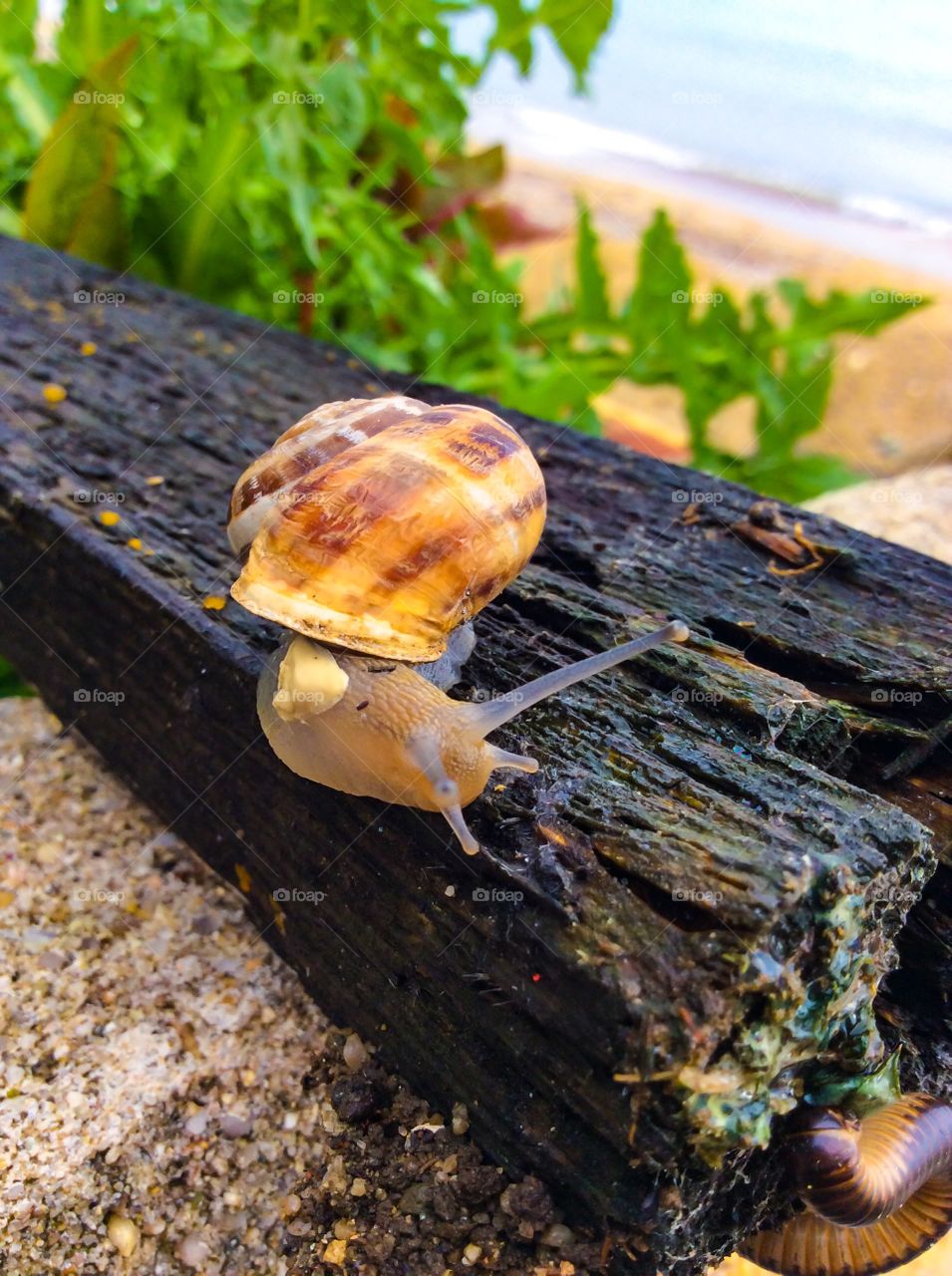 Close-up of a snail