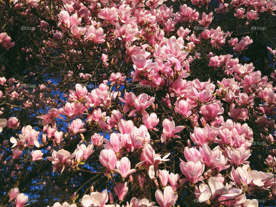 Magnolias