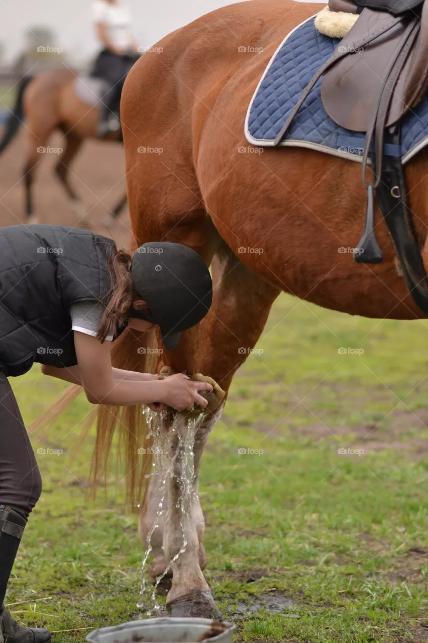 Horses