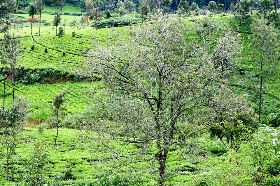 tea estate landscape