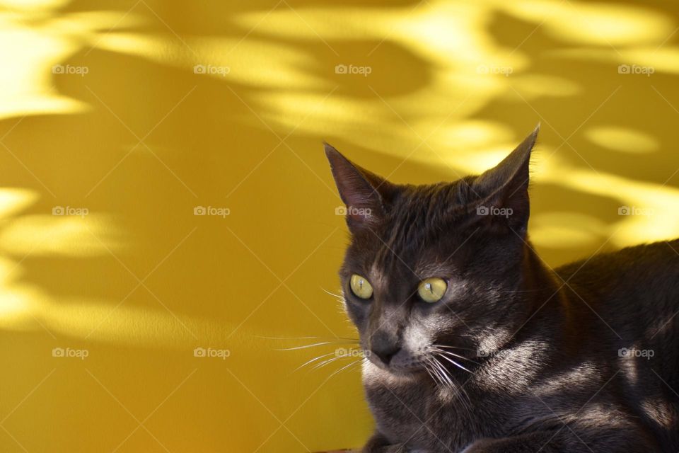 cat on a yellow background with shadows