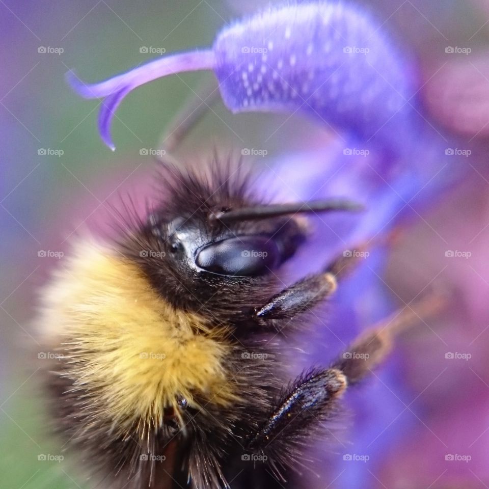 Close-up of bumble bee