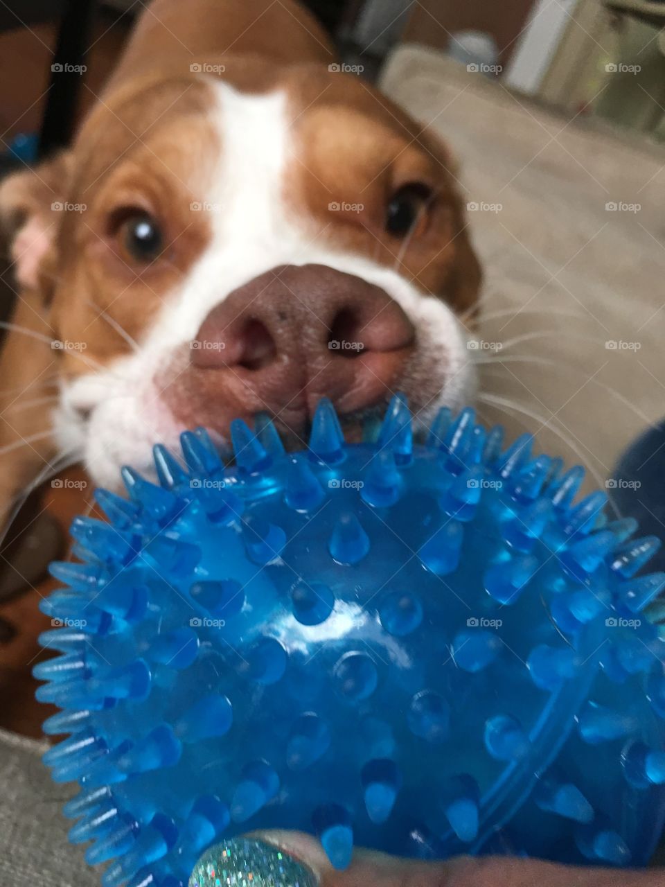 Close up of a beautiful rescue dog with a blue ball