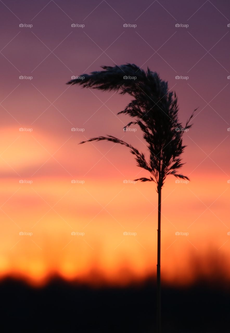 Backlit plant during sunrise