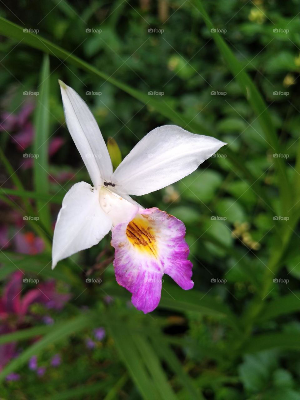 Beautiful blooming white and pink orchids